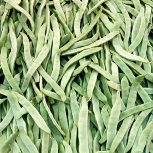 Çalı Fasulye / Fresh Beans